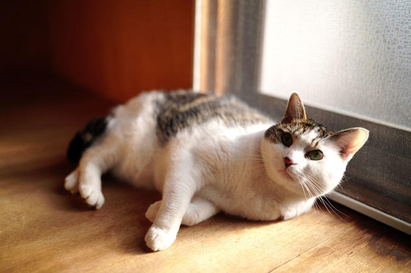 Photo Sample