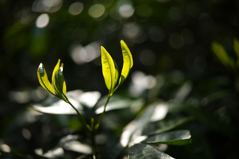 Photo Sample