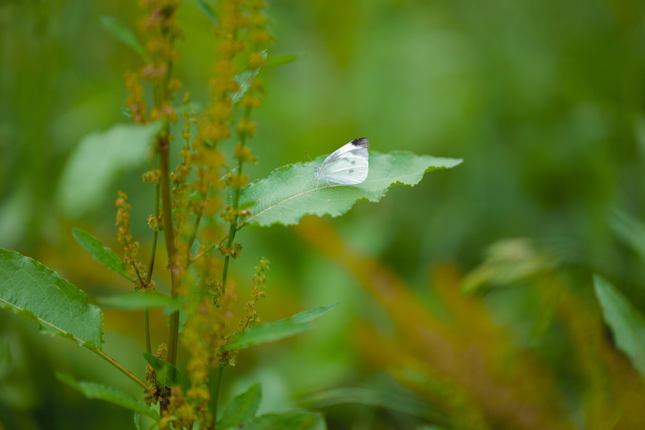 Photo Sample
