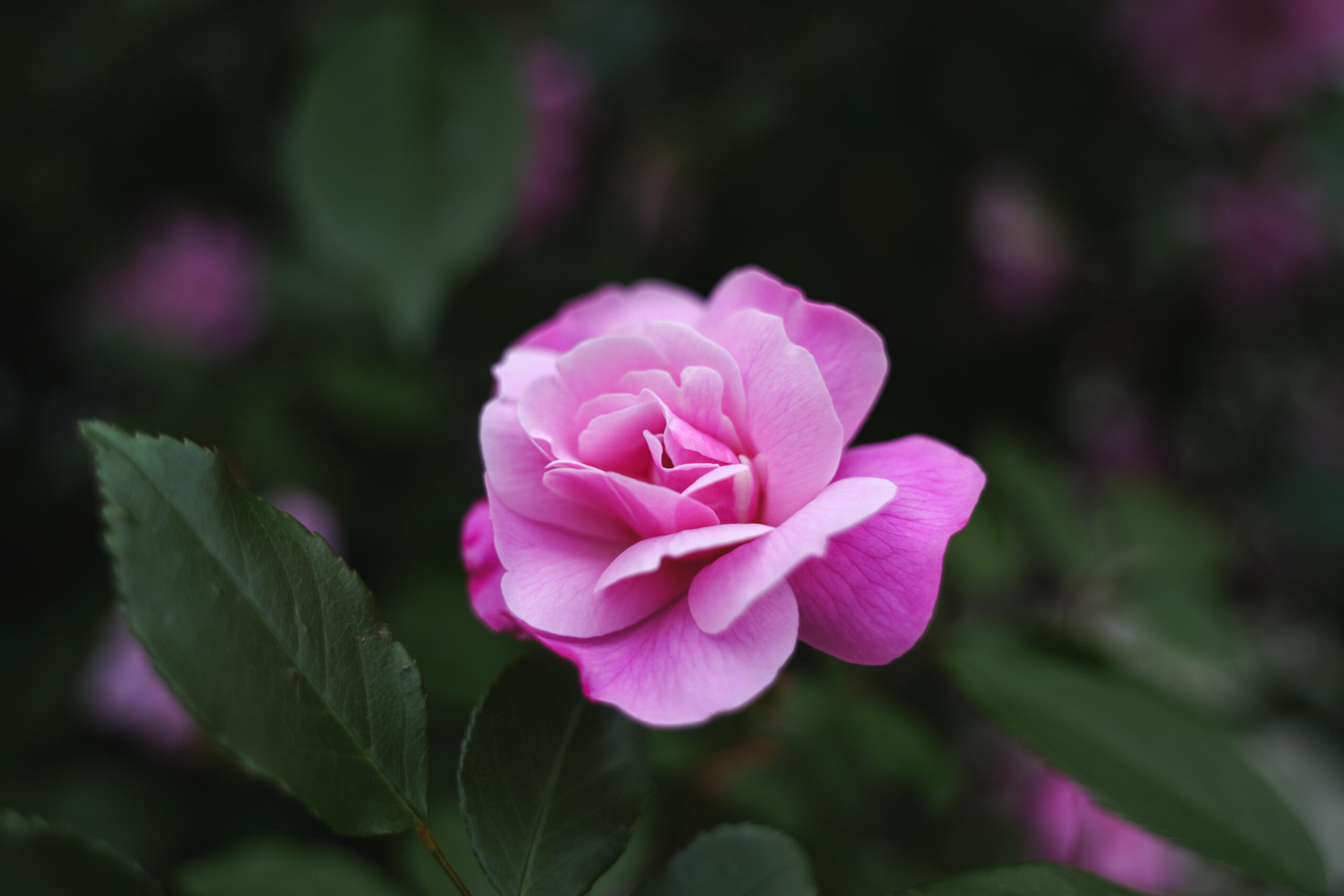 Photo Sample